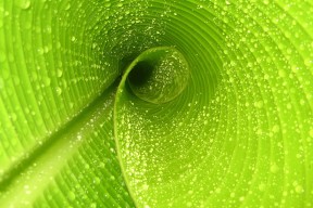 世界拳击职业联赛赛季社群志愿者招募公告，世界拳击理事会官网